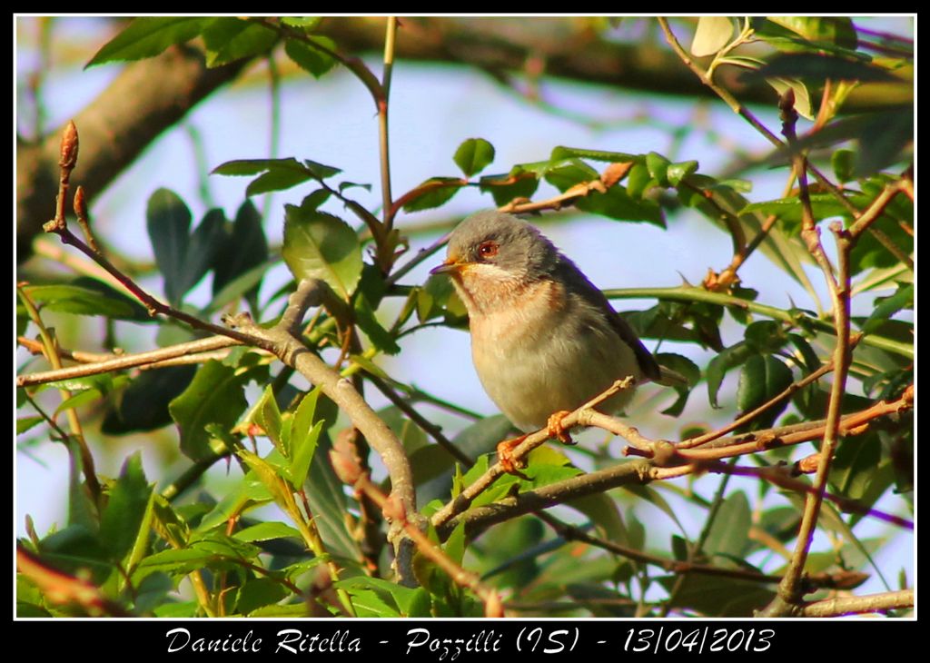 Identificazione uccellino!